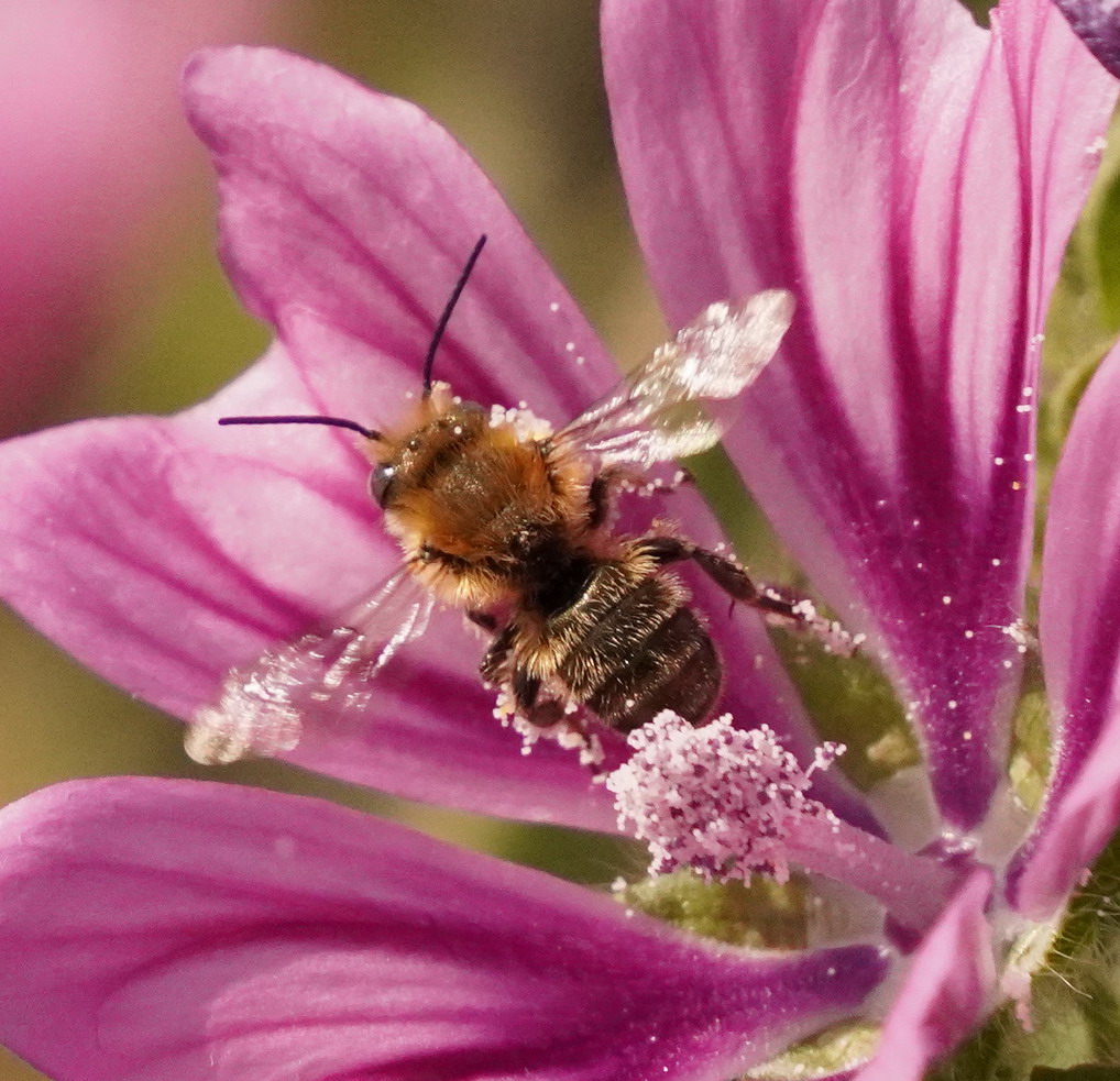 Megachilidae: maschio di Osmia (Helicosmia) sp.